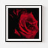 Red Rose I - Floral Art Prints